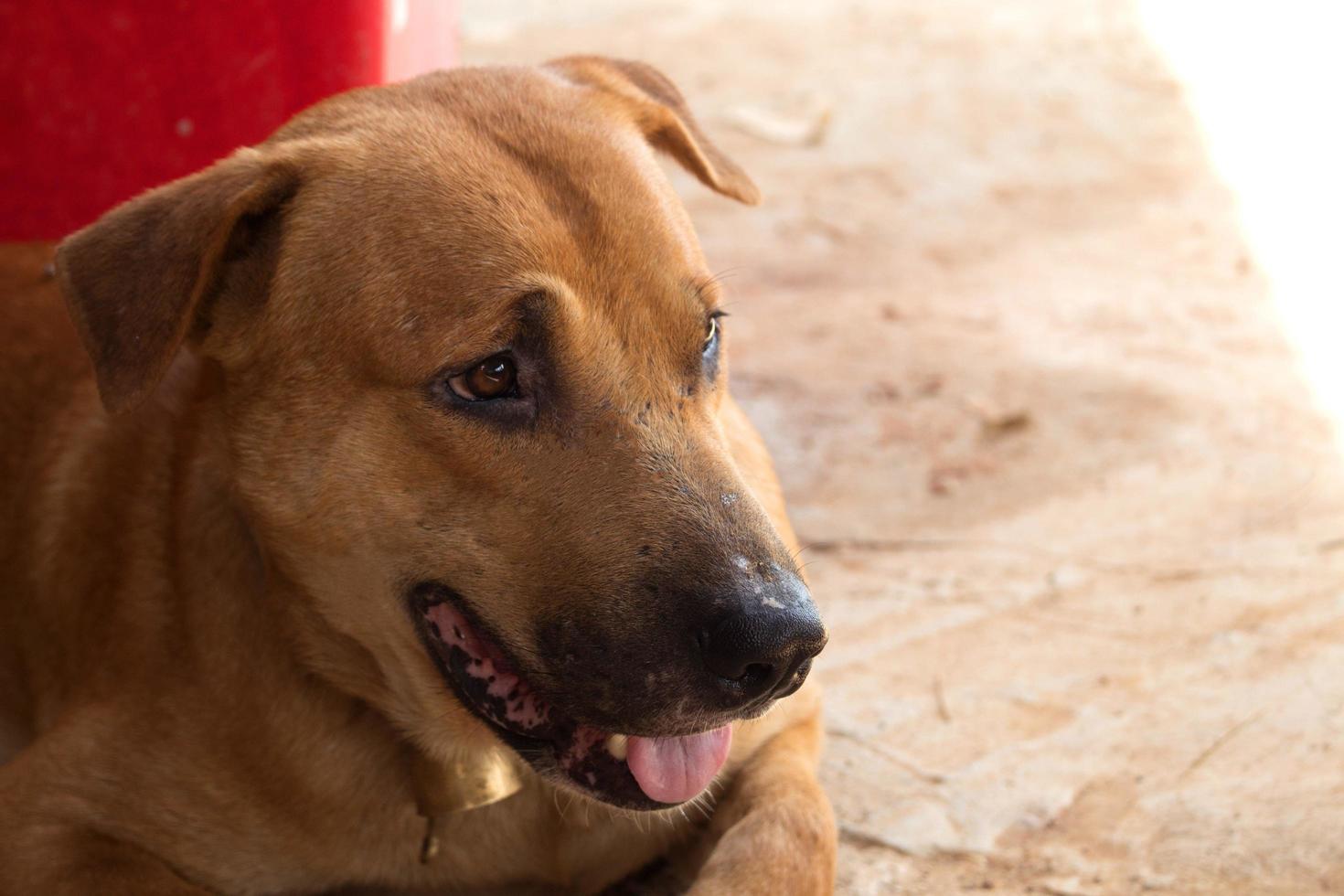 Thai dog potrait background photo