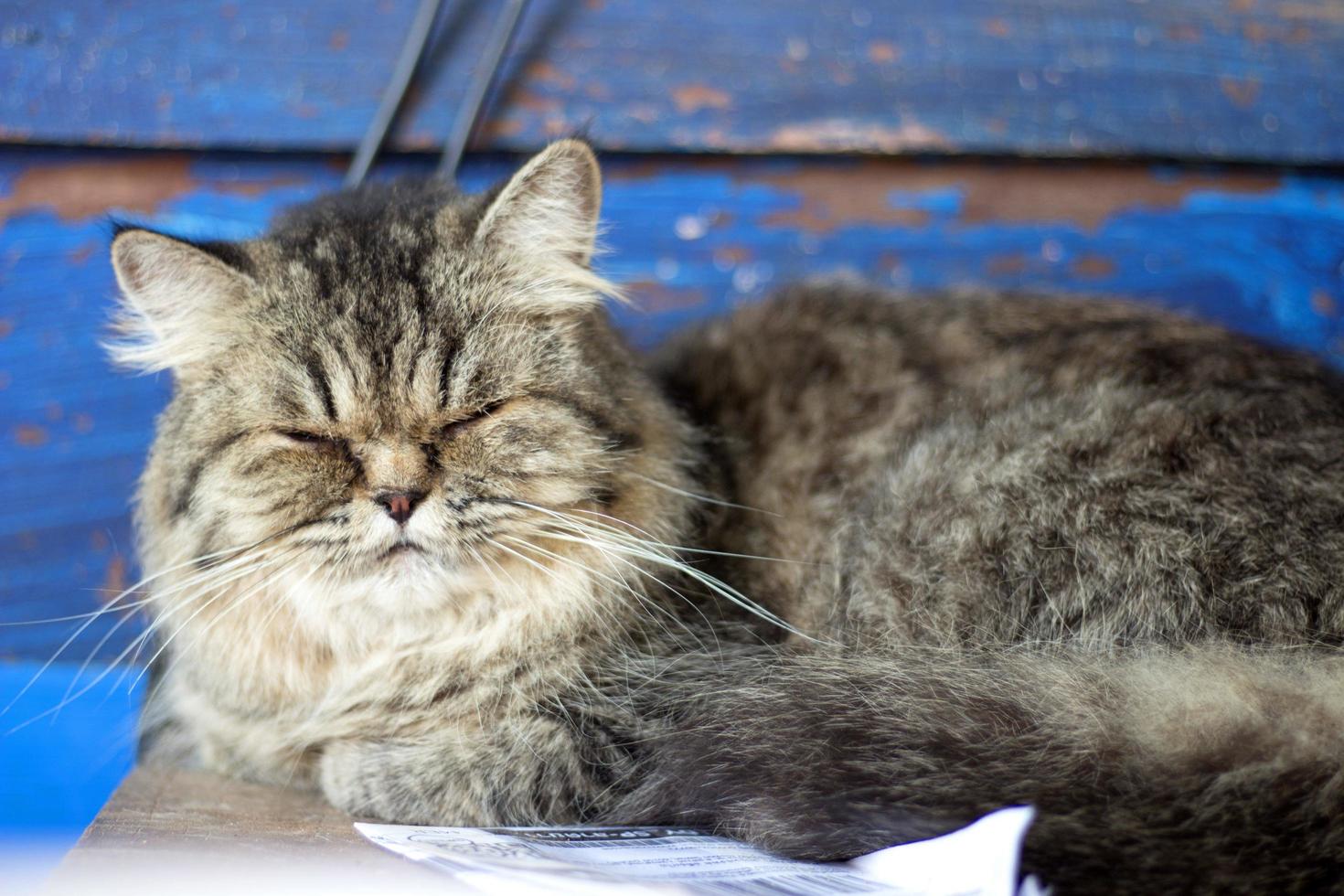 Primer plano de un gato gris durmiendo foto