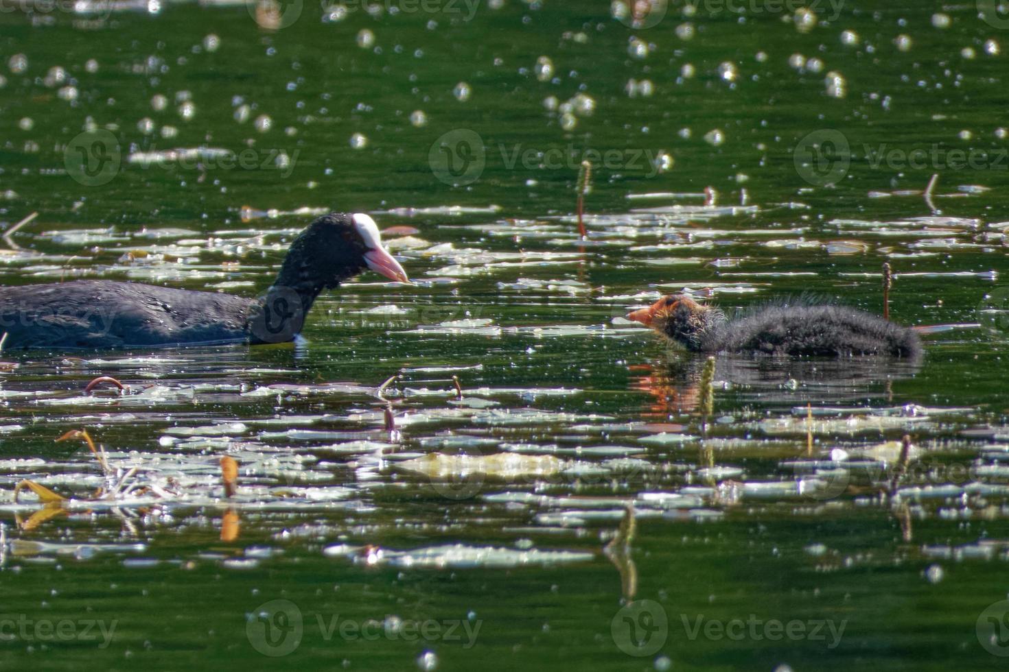 Eurasian coot is a member of the rail and crake bird family. photo