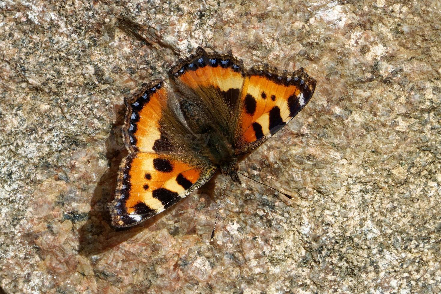 La pequeña concha es una colorida mariposa euroasiática de la familia Nymphalidae. foto