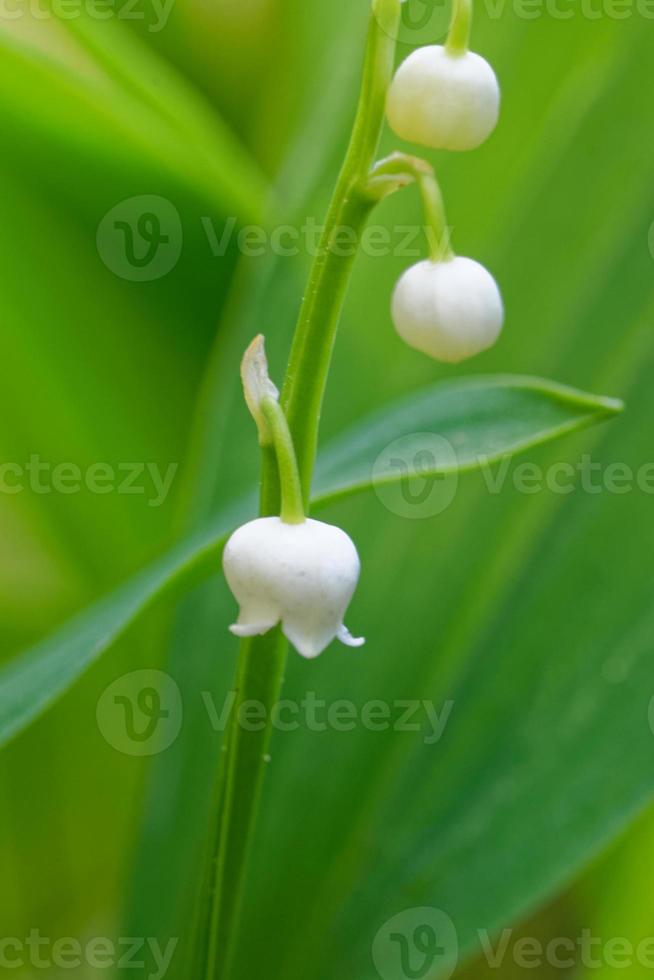 flores de lirio de los valles, convallaria majalis. foto