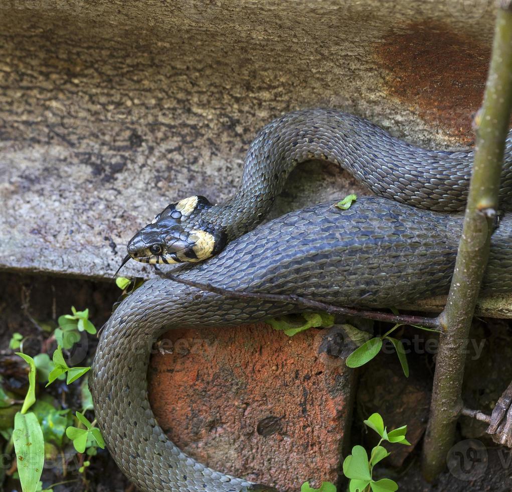 serpiente de cuello, serpiente de hierba en la naturaleza, natrix natrix foto