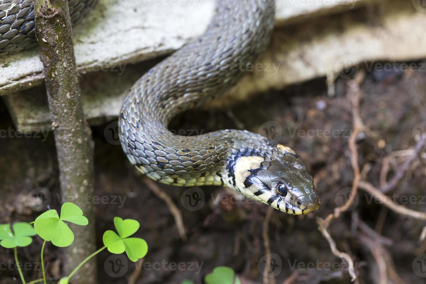 serpiente de cuello, serpiente de hierba en la naturaleza, natrix natrix foto