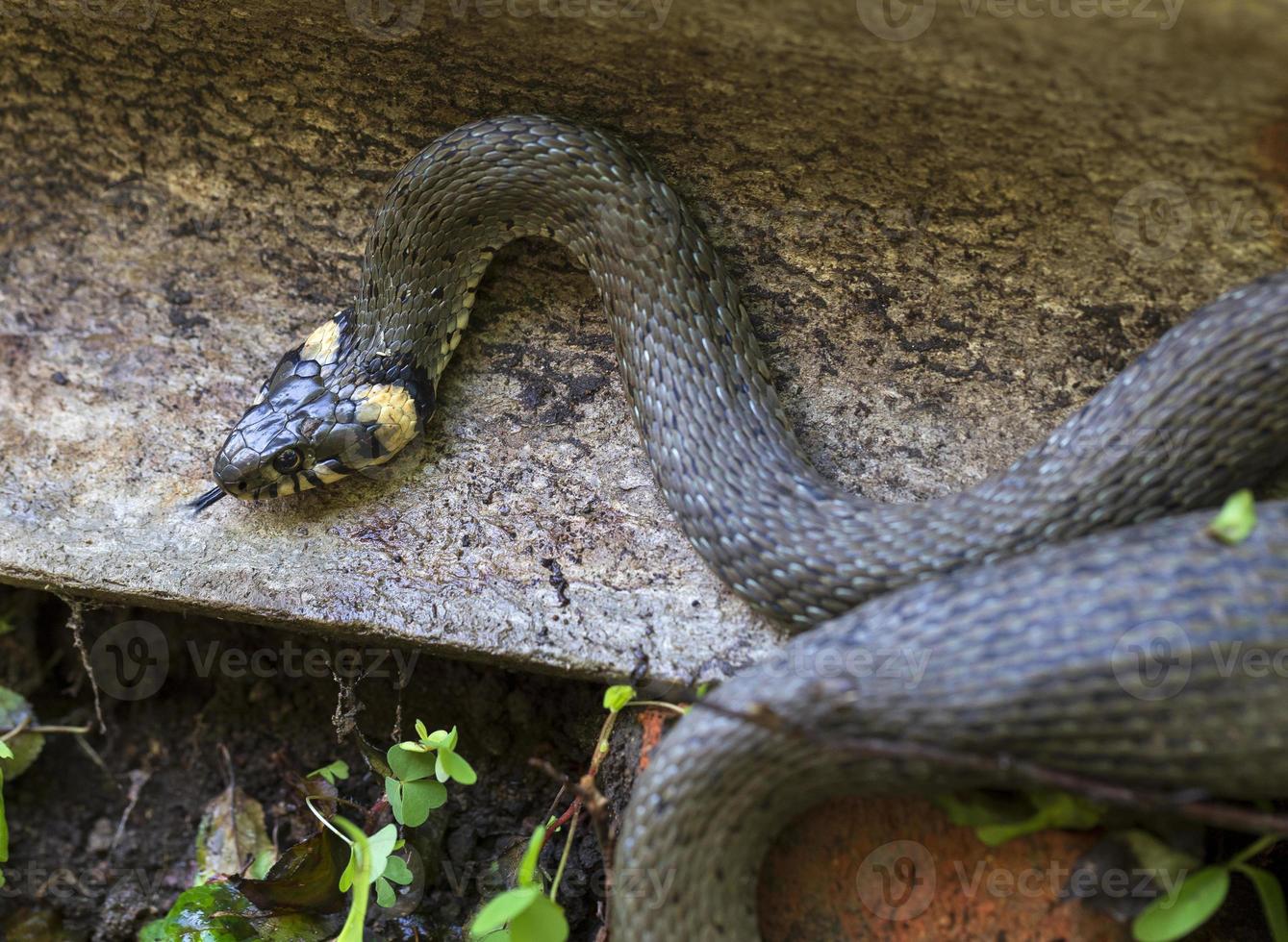 Collared snake, Grass snake in the Nature ,Natrix natrix photo