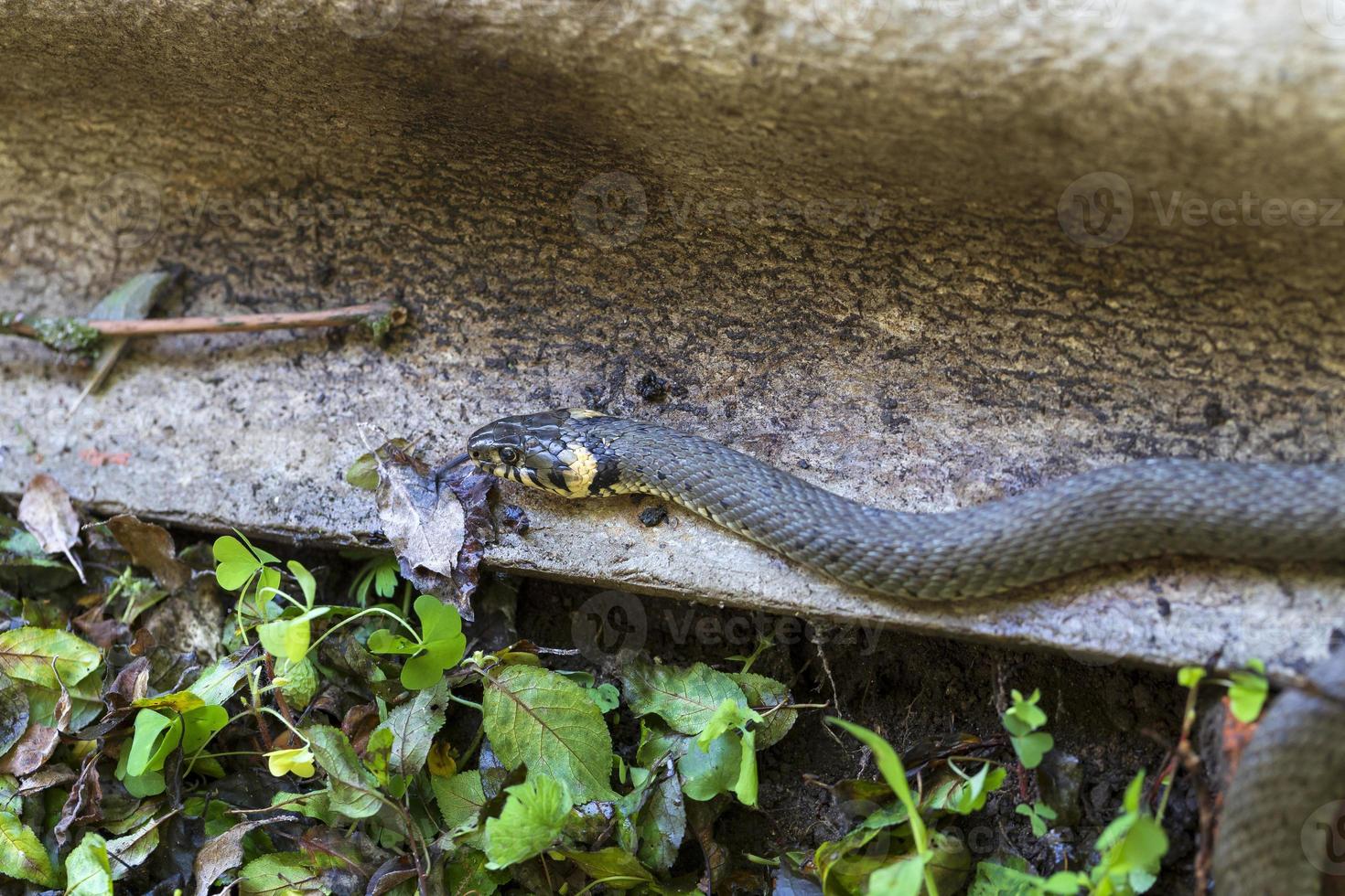 Collared snake, Grass snake in the Nature ,Natrix natrix photo
