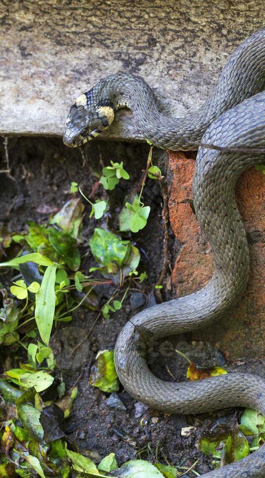 serpiente de cuello, serpiente de hierba en la naturaleza, natrix natrix foto