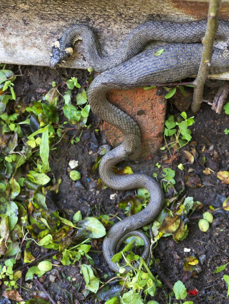 Collared snake, Grass snake in the Nature ,Natrix natrix photo