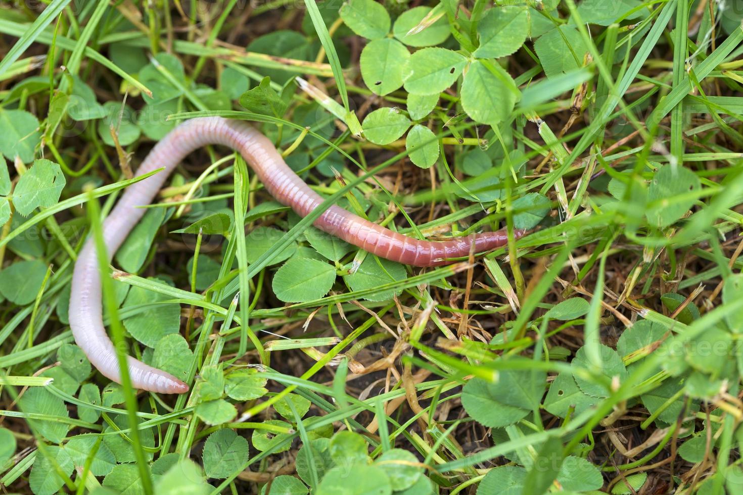 lombriz de tierra útil en la naturaleza foto