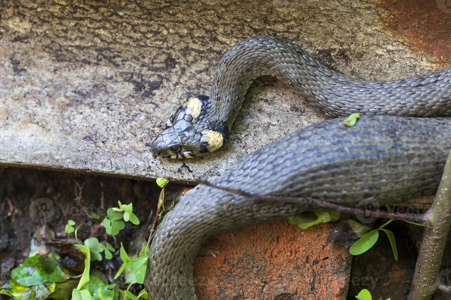 Collared snake, Grass snake in the Nature ,Natrix natrix photo