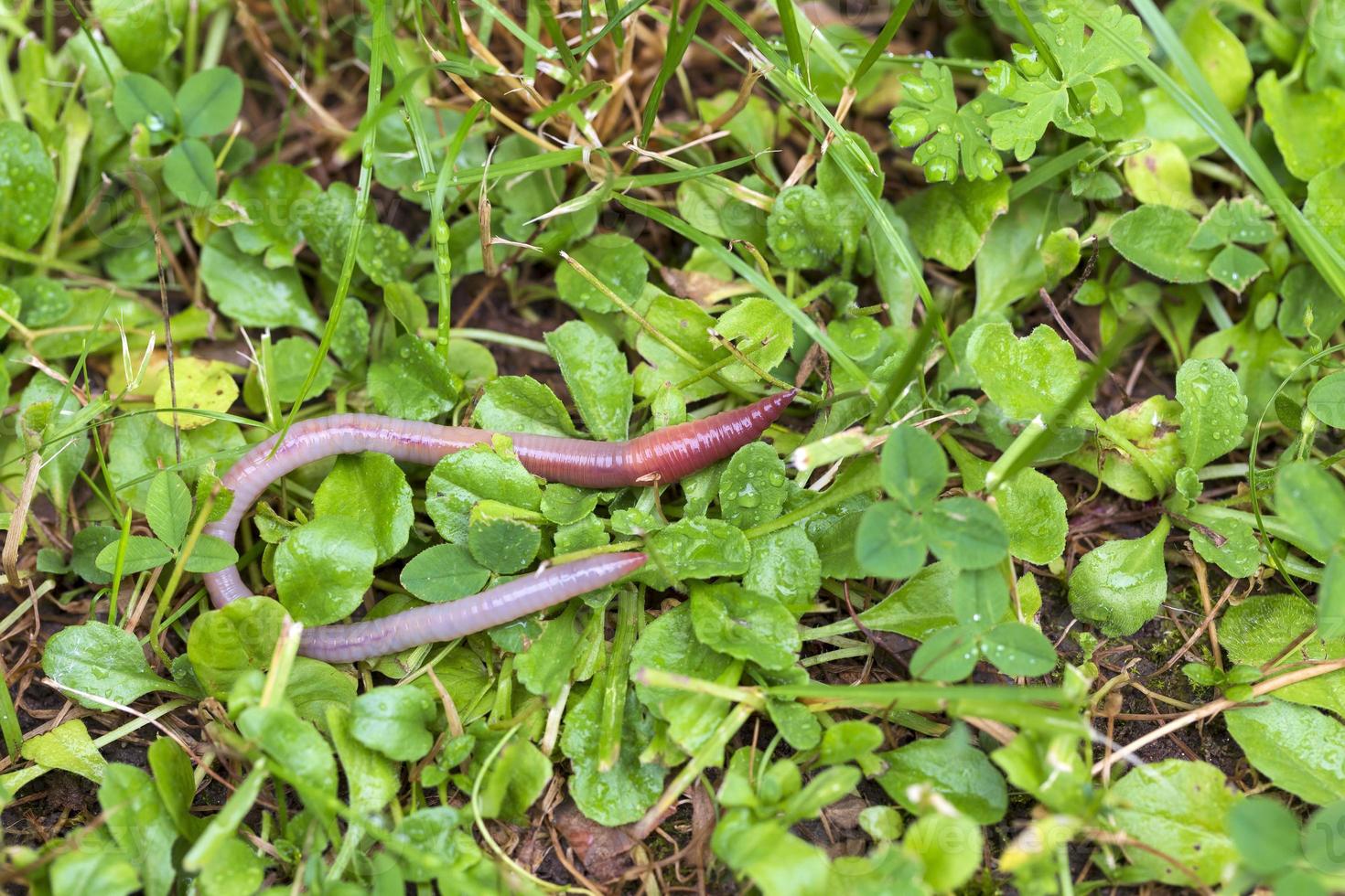 lombriz de tierra útil en la naturaleza foto