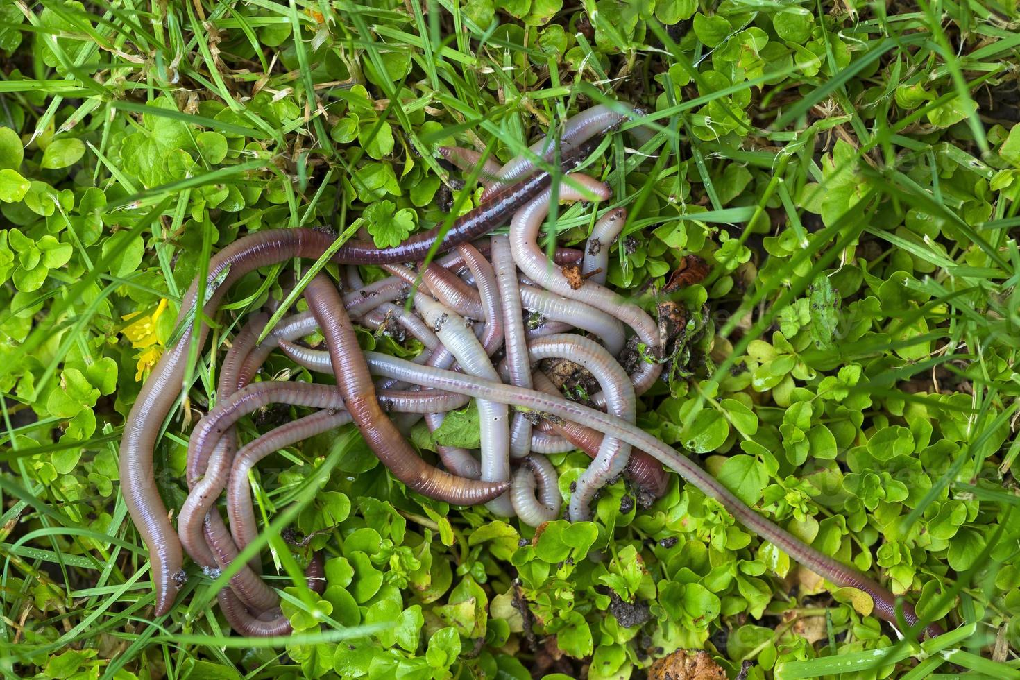 lombriz de tierra útil en la naturaleza foto