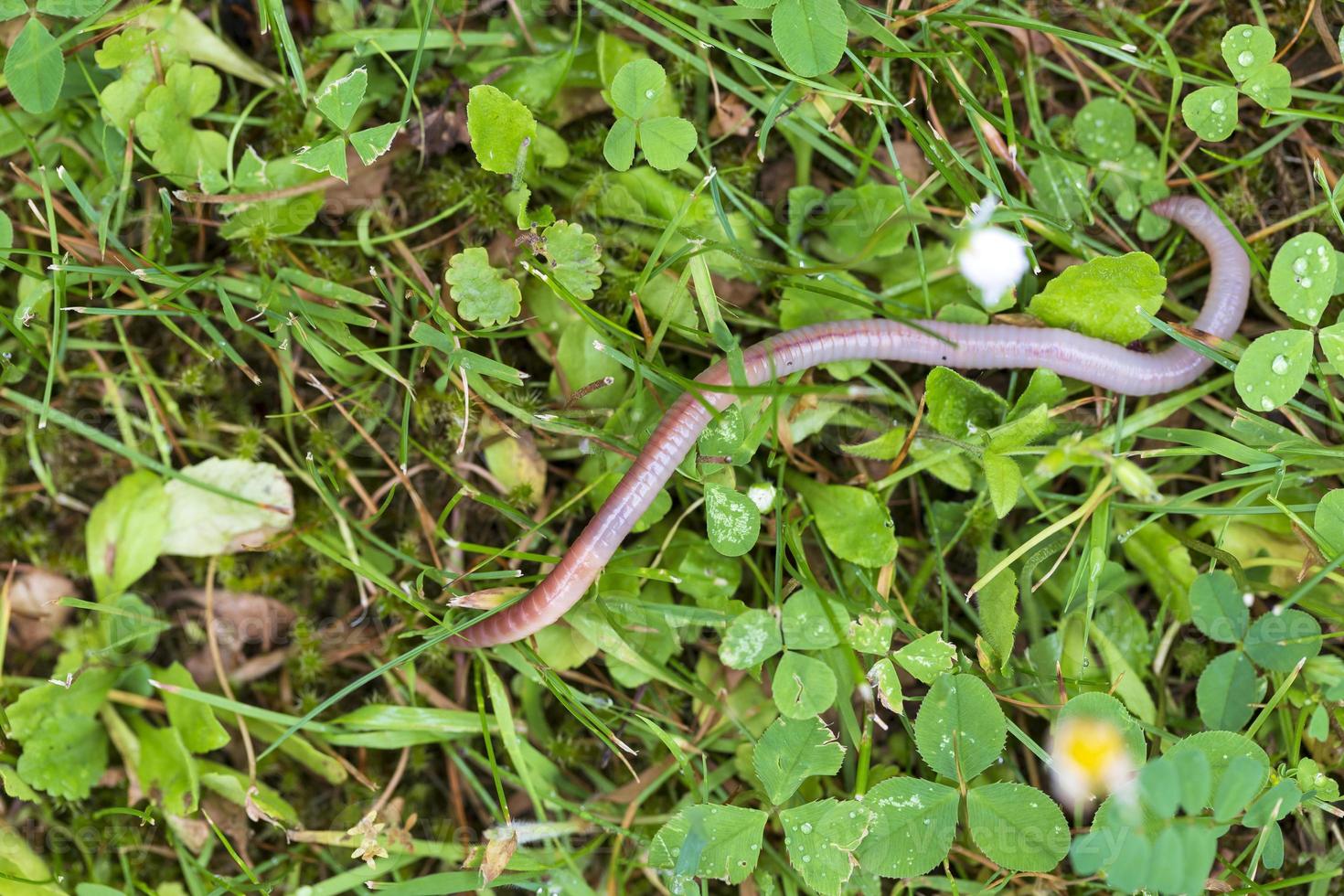 Useful Earthworm in the Nature photo