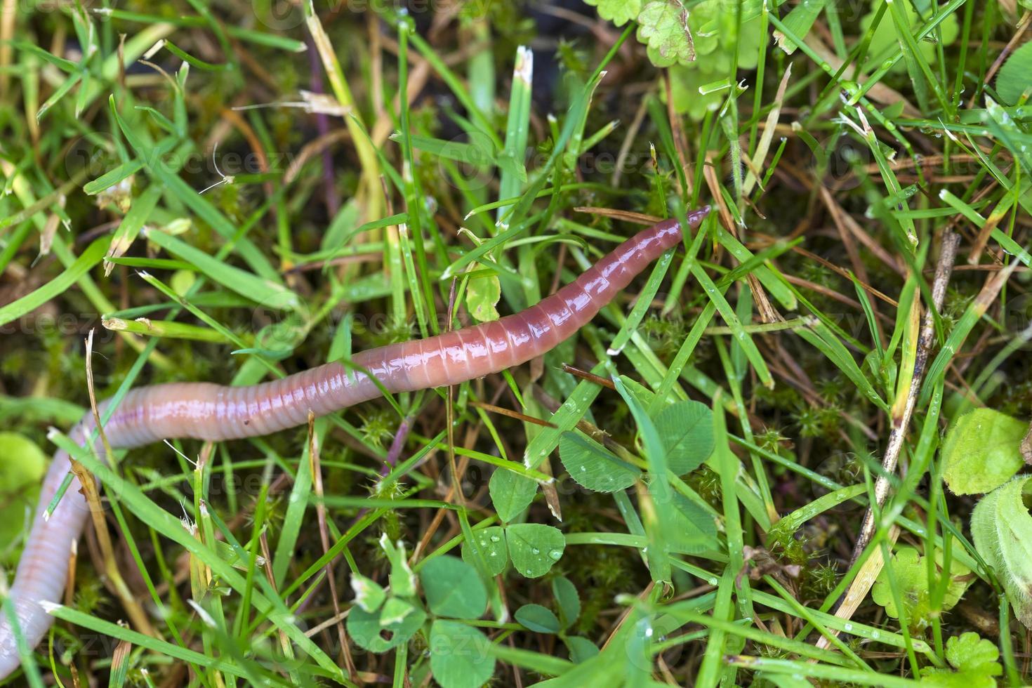 lombriz de tierra útil en la naturaleza foto