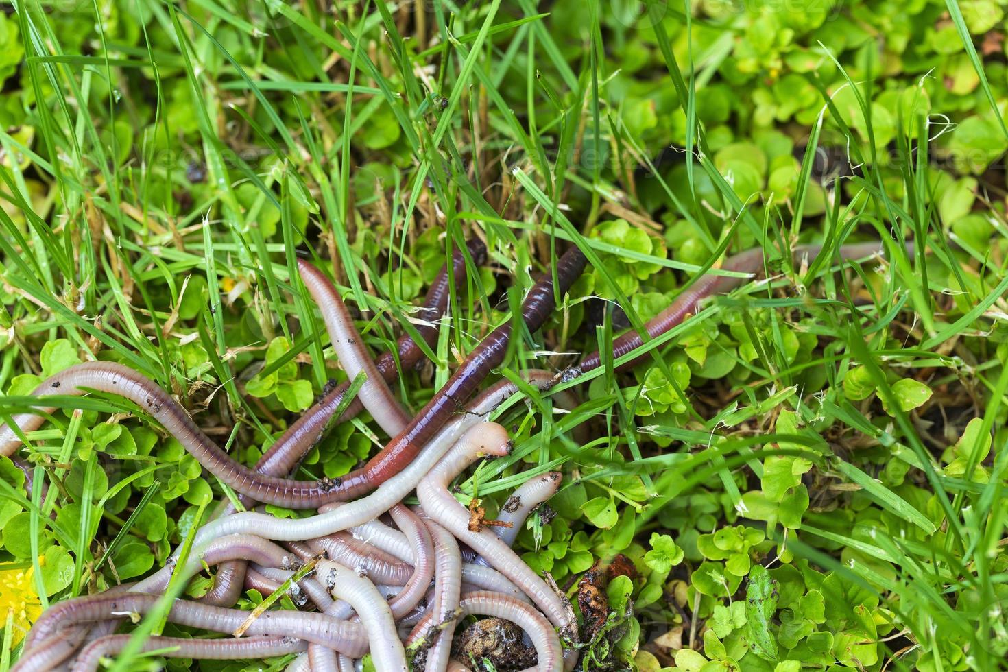 Useful Earthworm in the Nature photo