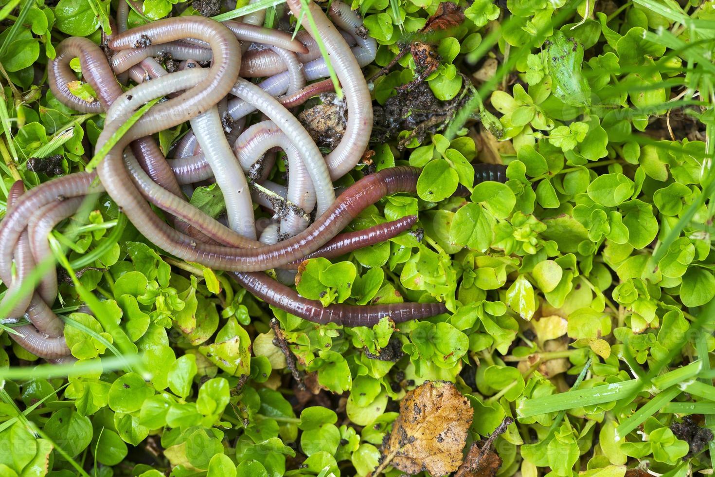 Useful Earthworm in the Nature photo