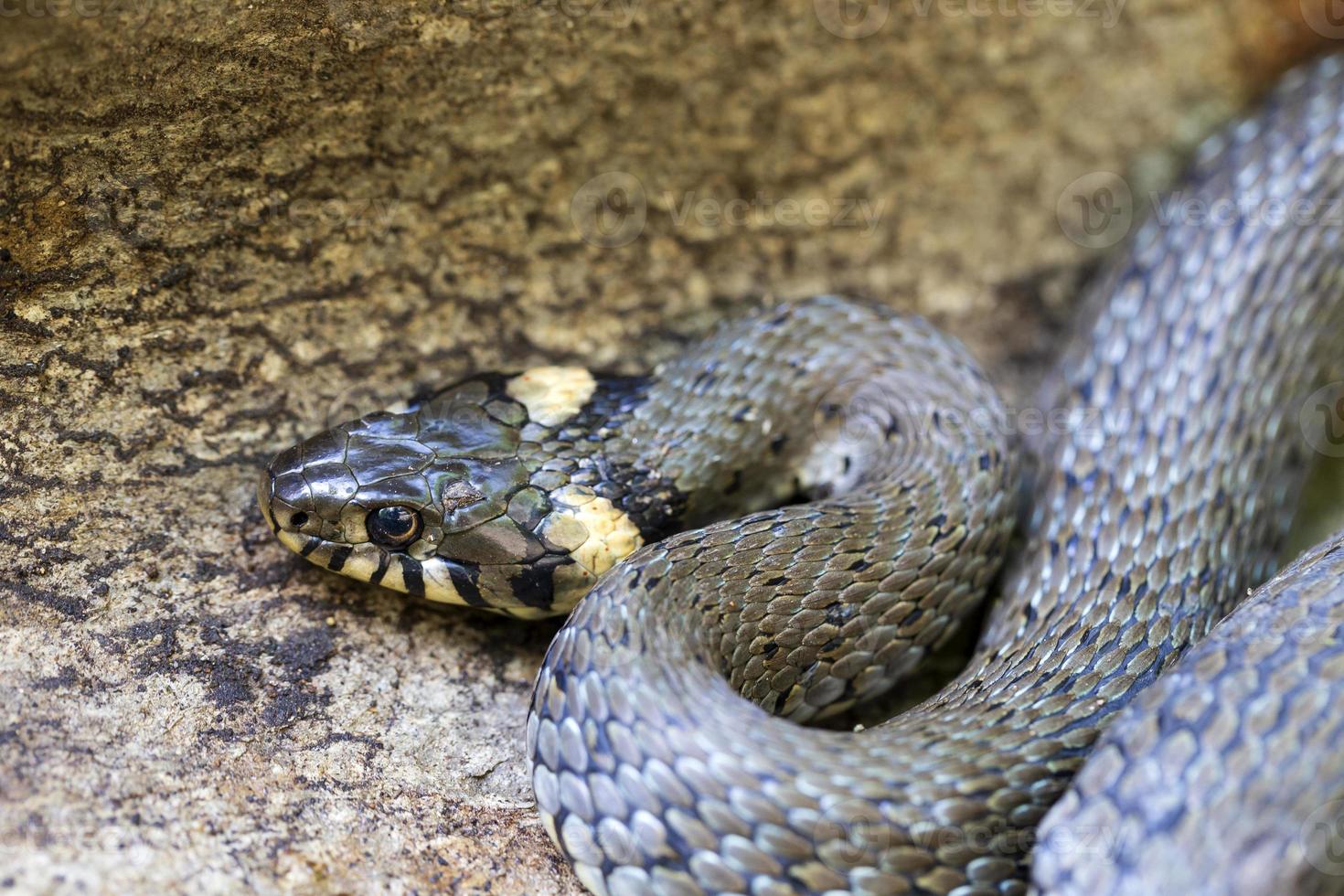 serpiente de cuello, serpiente de hierba en la naturaleza, natrix natrix foto