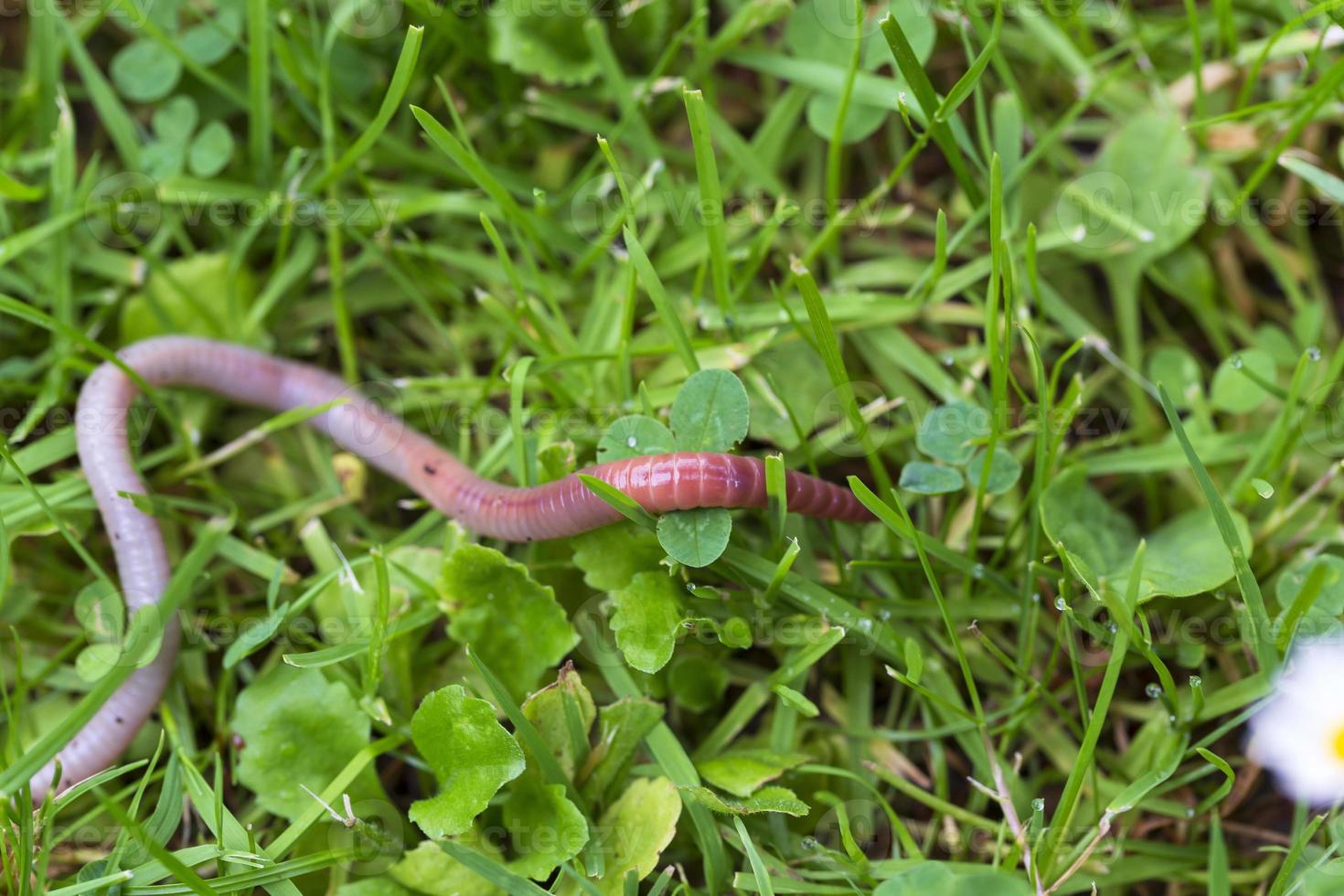 lombriz de tierra útil en la naturaleza foto