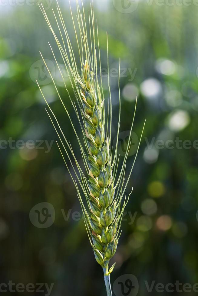 Detalle de espigas de maíz foto