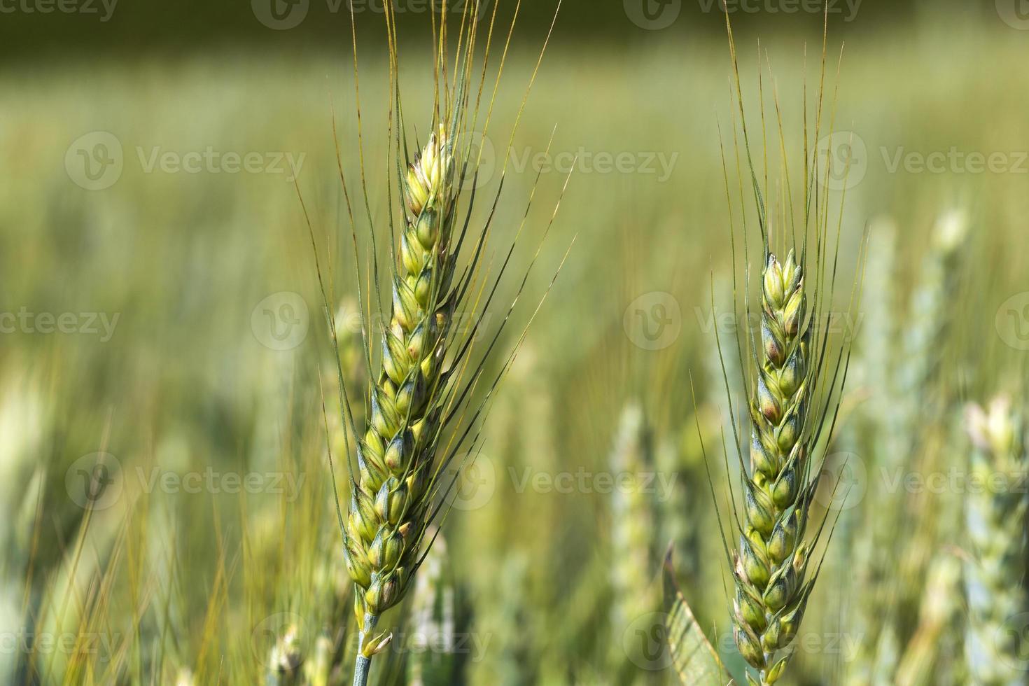 Detalle de espigas de maíz foto