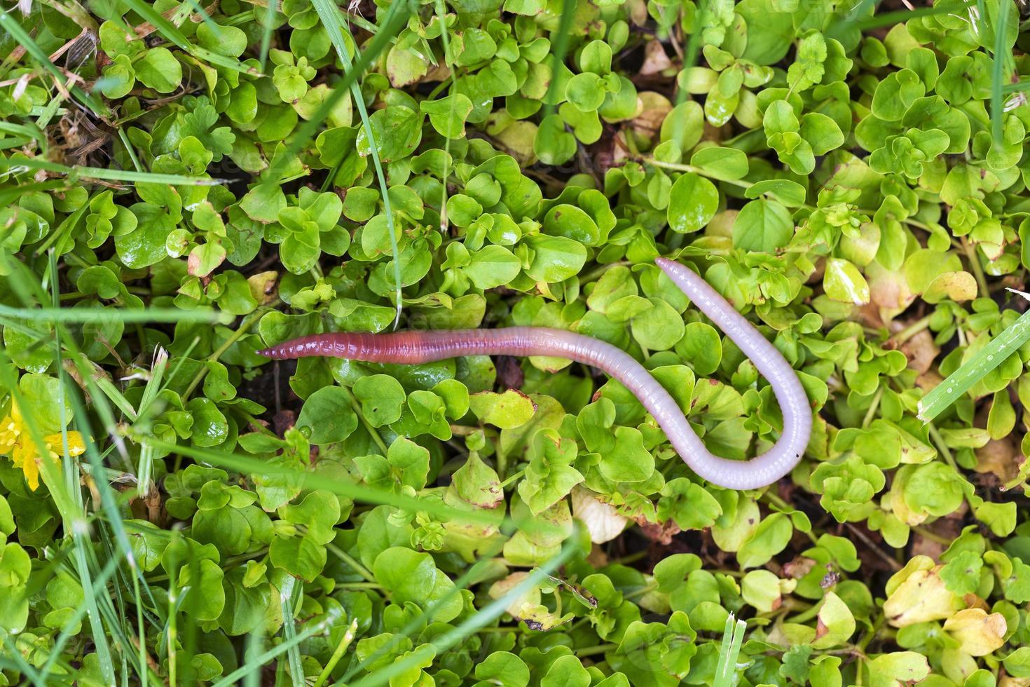 lombriz de tierra útil en la naturaleza foto