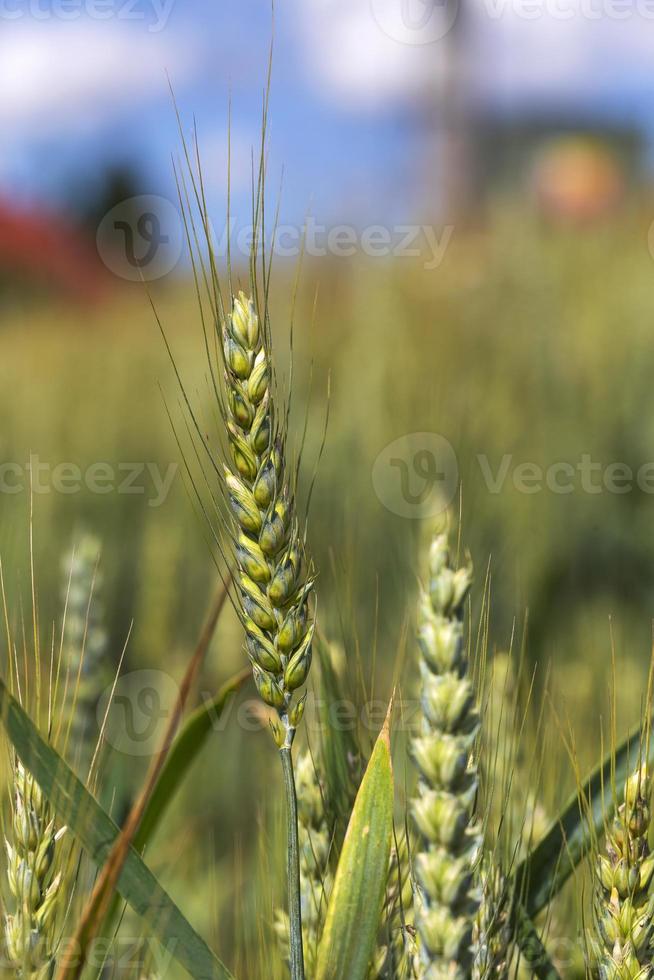 Detalle de espigas de maíz foto