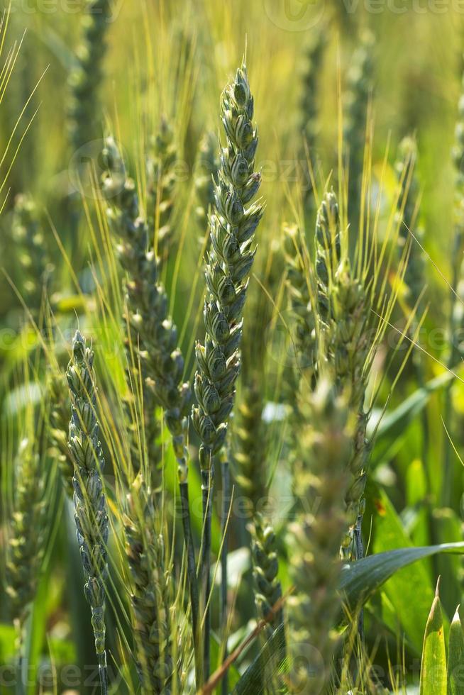 Detail of Corn Spikes photo