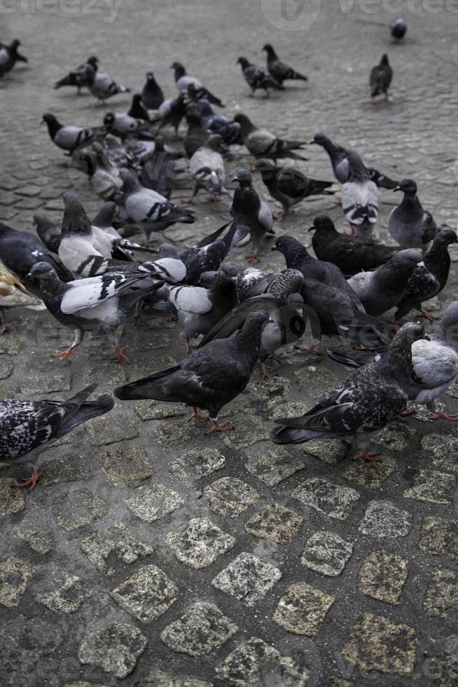 Pigeons in the square photo