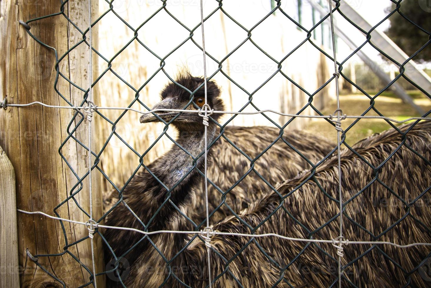 Caged Ostrich cage photo