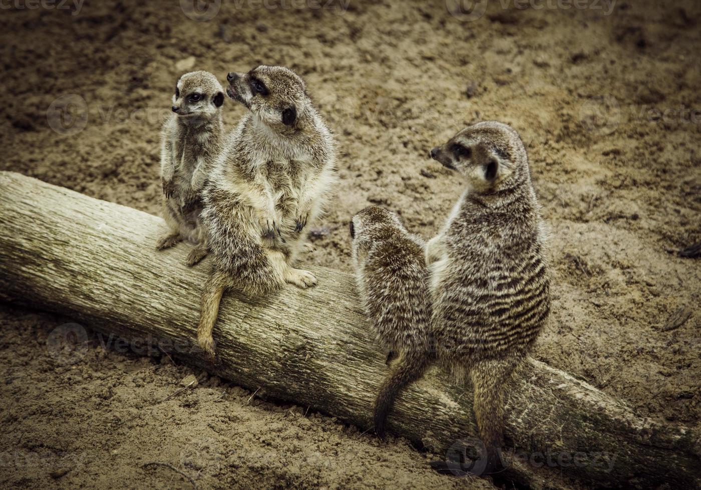 Meerkats in the nature photo