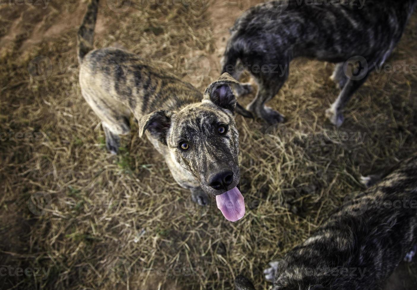 perros abandonados tristes foto