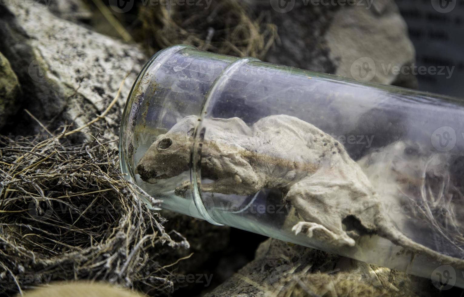 Dead rat in a jar photo