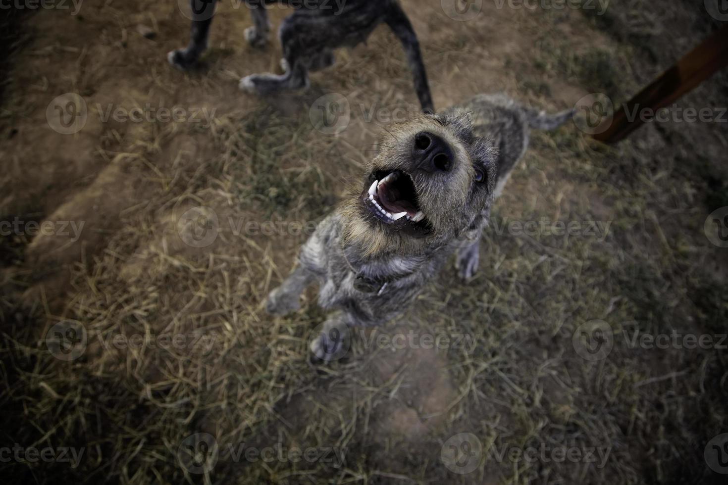 perros abandonados tristes foto