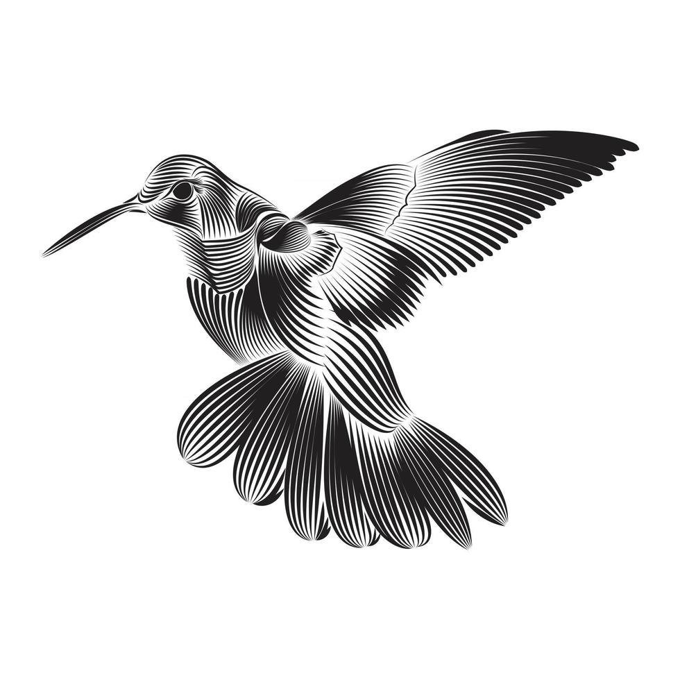 colibri bird line art vector completo