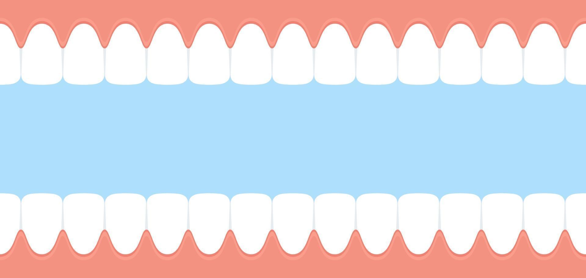 Teeth and gum. Open mouth inside view. Dental banner. Vector