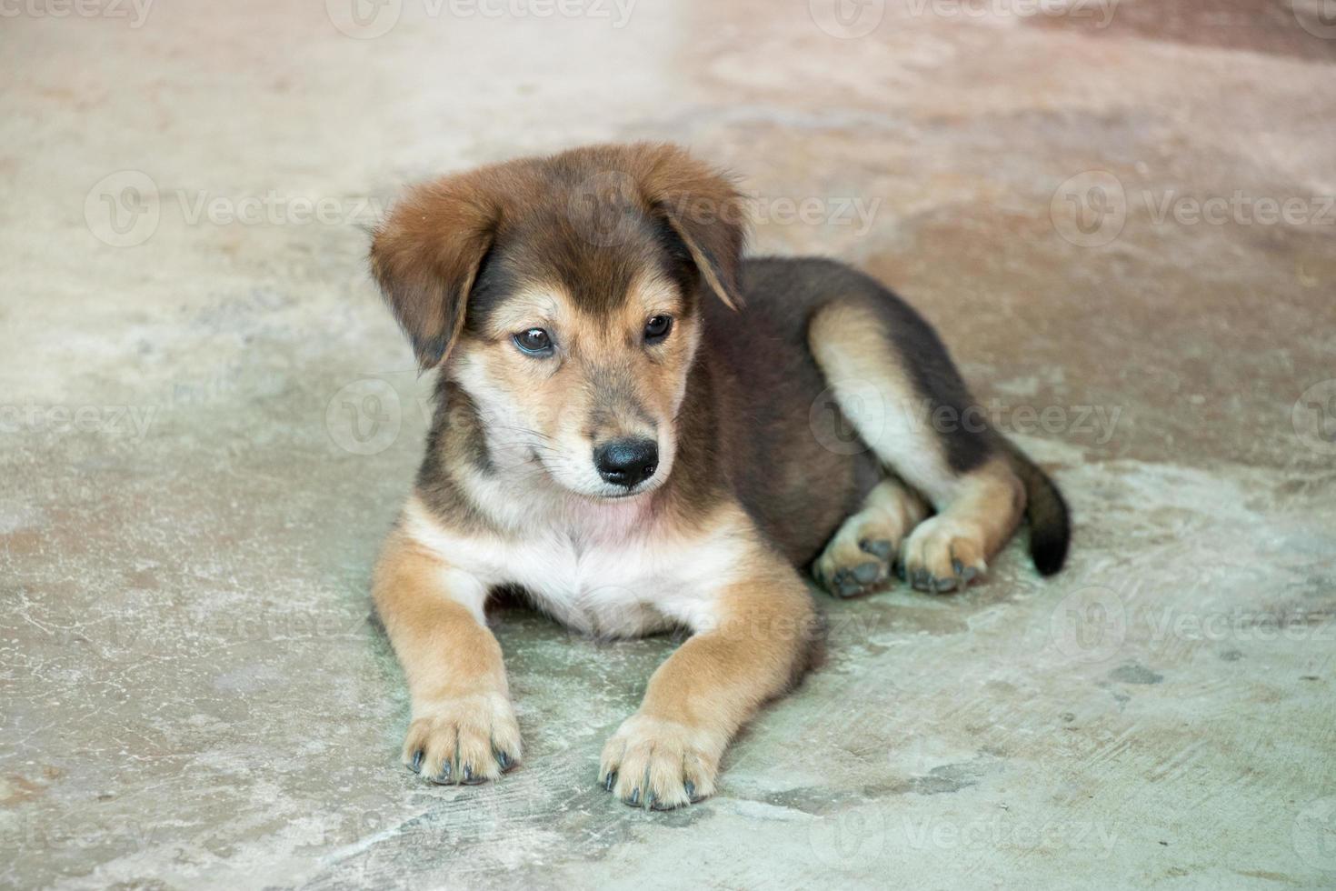 Brown white hybrid dog lying down on concrete floor photo