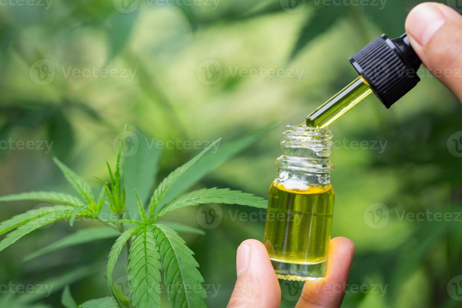 aceite de cáñamo cbd, mano sosteniendo una botella de aceite de cannabis contra la planta de marihuana. tratamiento a base de hierbas, medicina alternativa foto