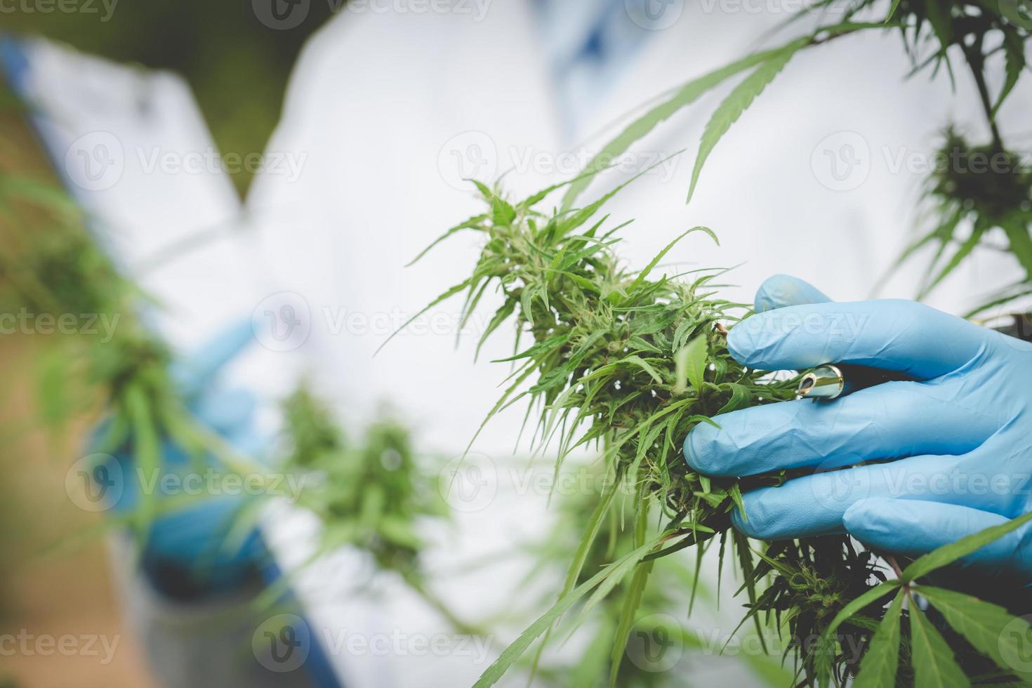 Retrato de científico analizando plantas de cáñamo en invernadero. concepto de medicina alternativa a base de hierbas, aceite de cbd, industria farmacéutica foto