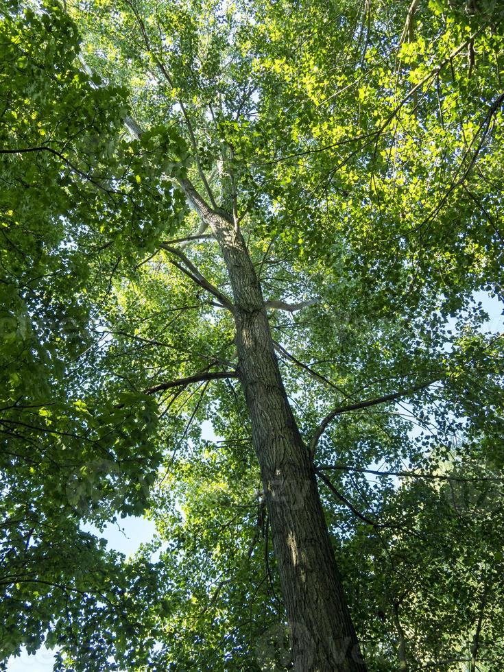 Tall tree with green foliage seen from below photo