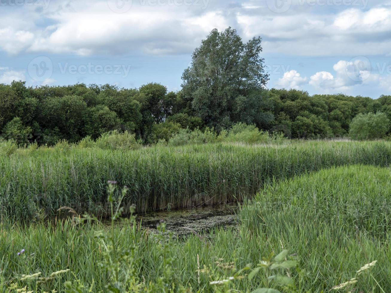 Tophill Low Nature Reserve, East Yorkshire, Inglaterra foto