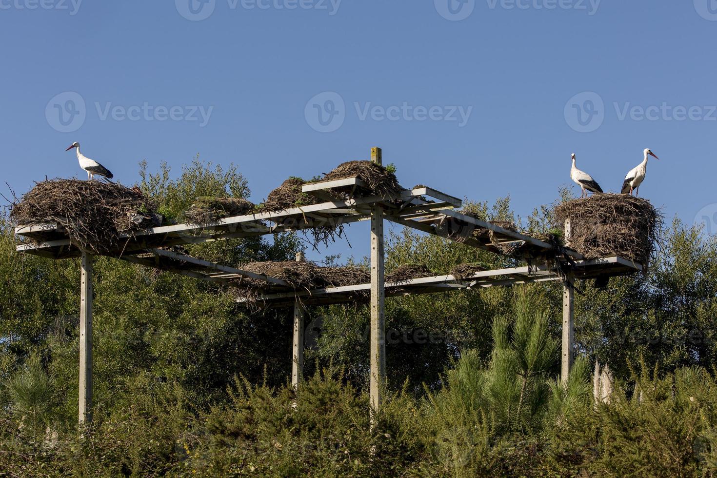 Stork couple in its nest in Aveiro, Portugal photo