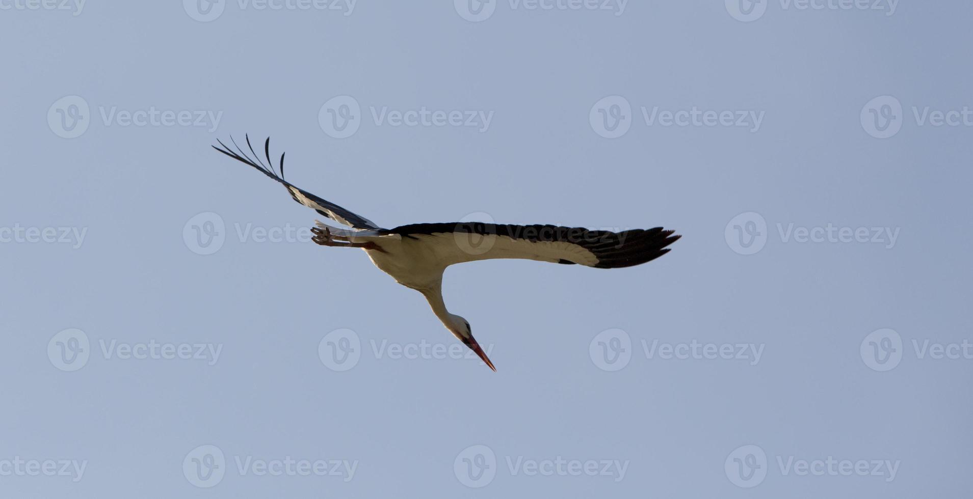 Storks flying in Aveiro, Portugal photo