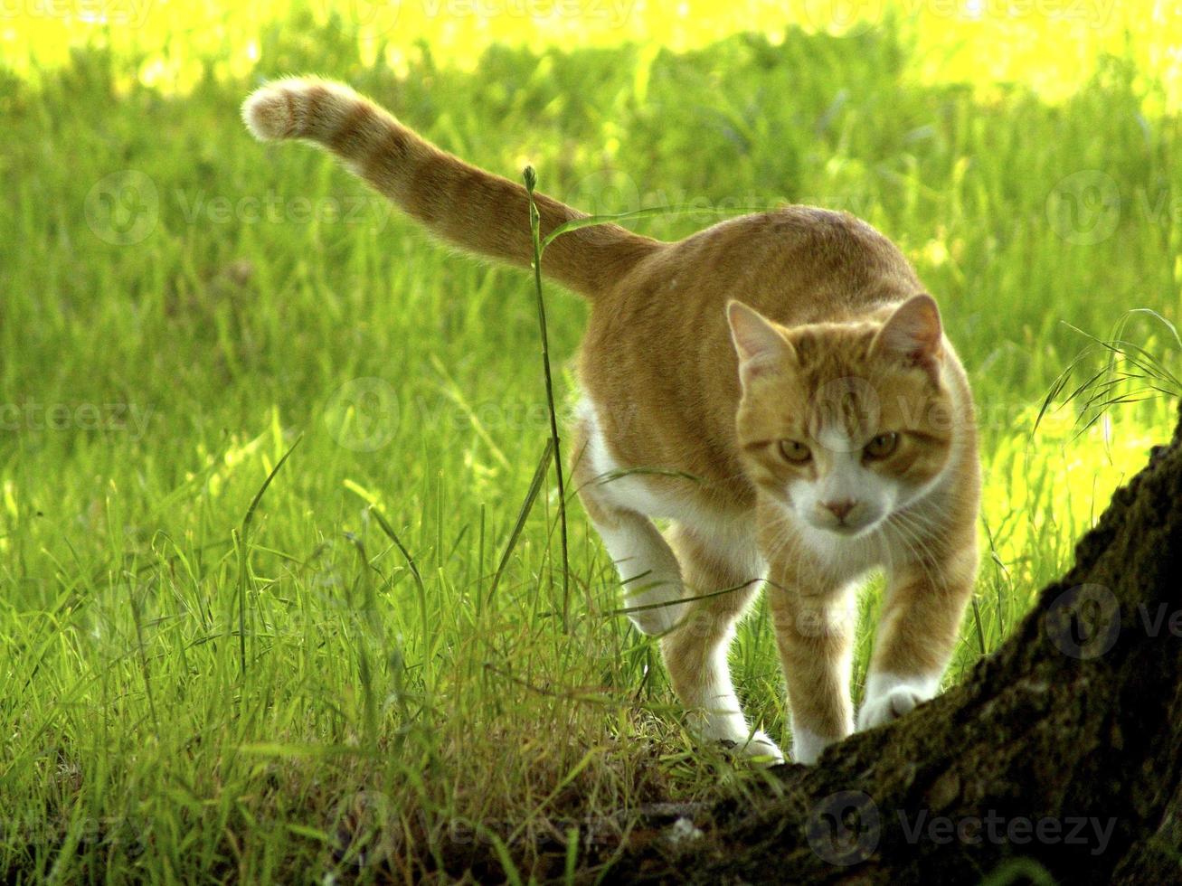 Happy cat in the garden, France photo