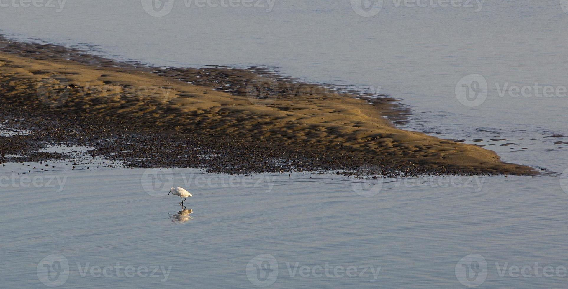 Pesca de garza blanca en la ría de aveiro, portugal foto