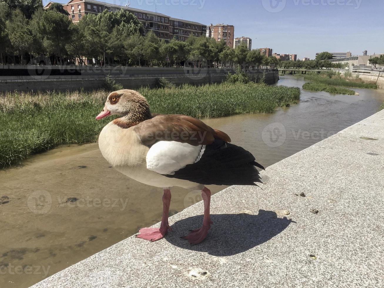 Ganso del Nilo en el río manzanares en Madrid Parque Río, Madrid, España foto