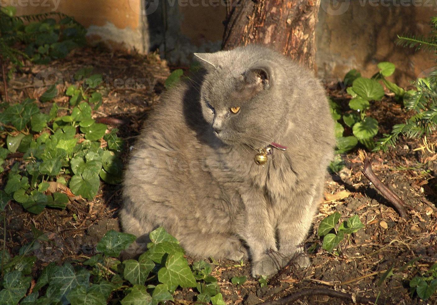 Gato gris con un collar y una campana, en el jardín, Francia foto