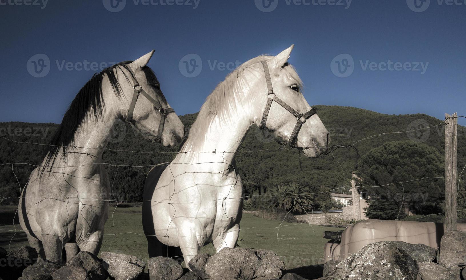 Two very expressive horses photo