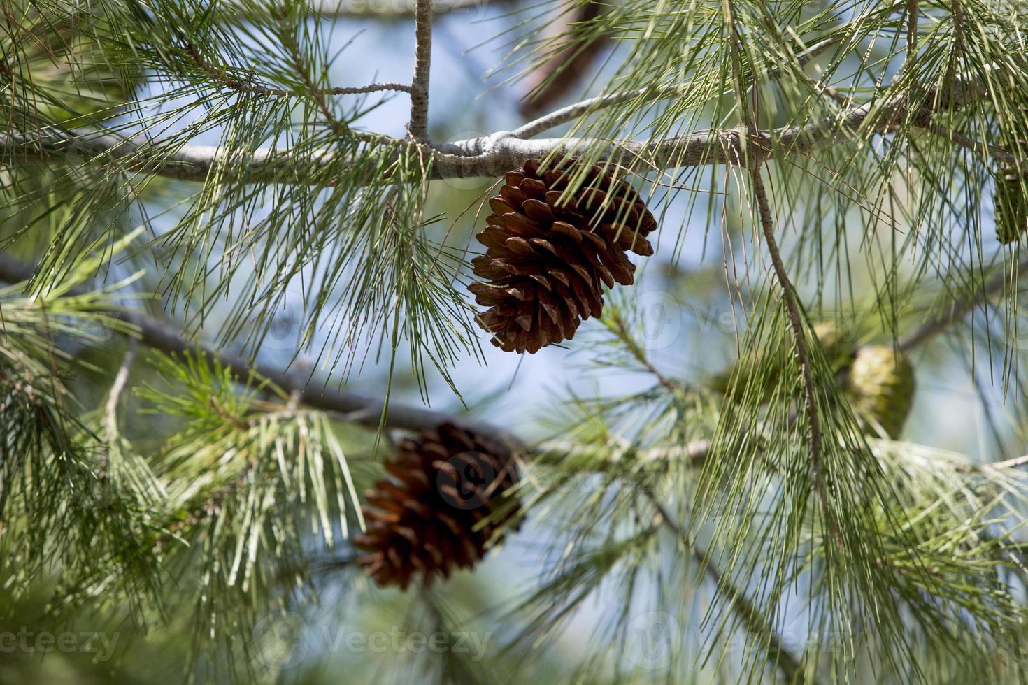 Conos de pino en los pinos de Madrid Rio Park, Madrid, España foto