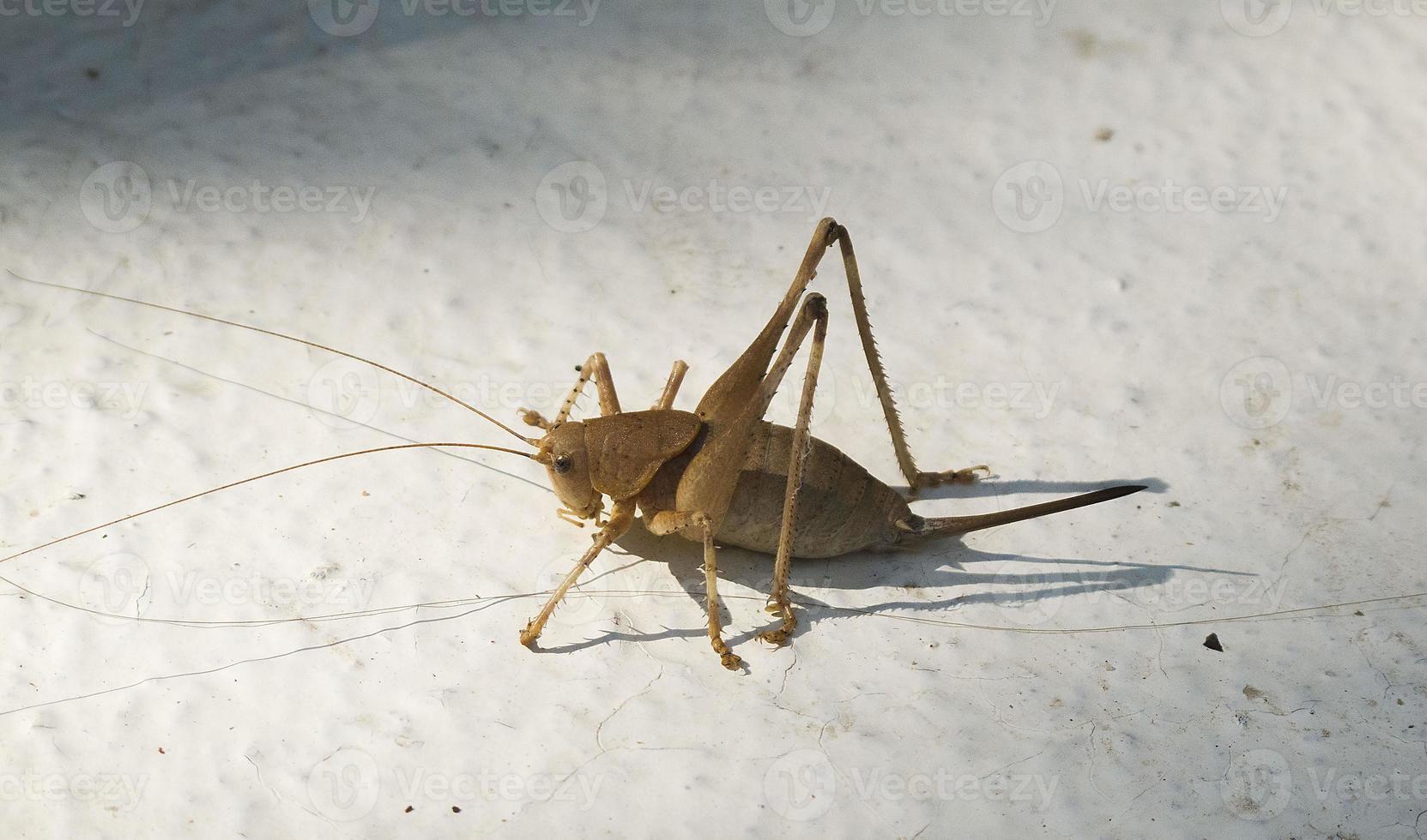 Insect Cricket detail, Spain photo