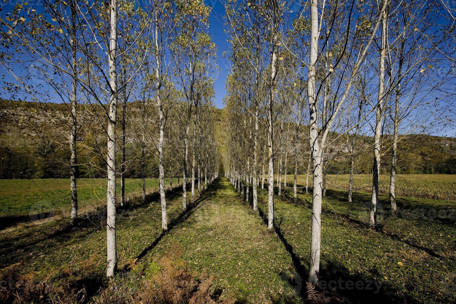 Tree alley in the Lot mountains, France photo