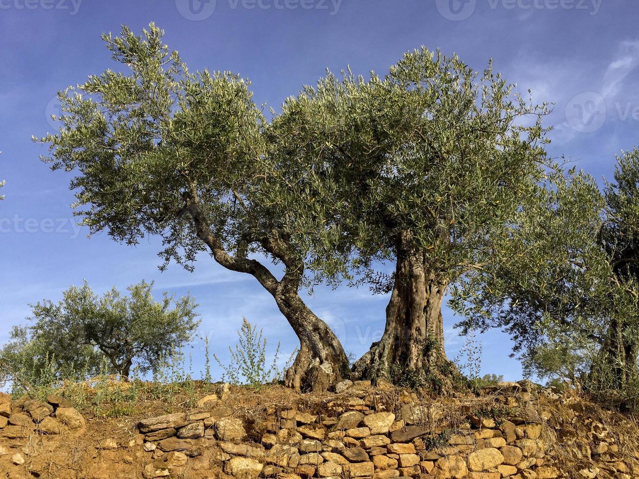 Very old olive trees in Portugal photo